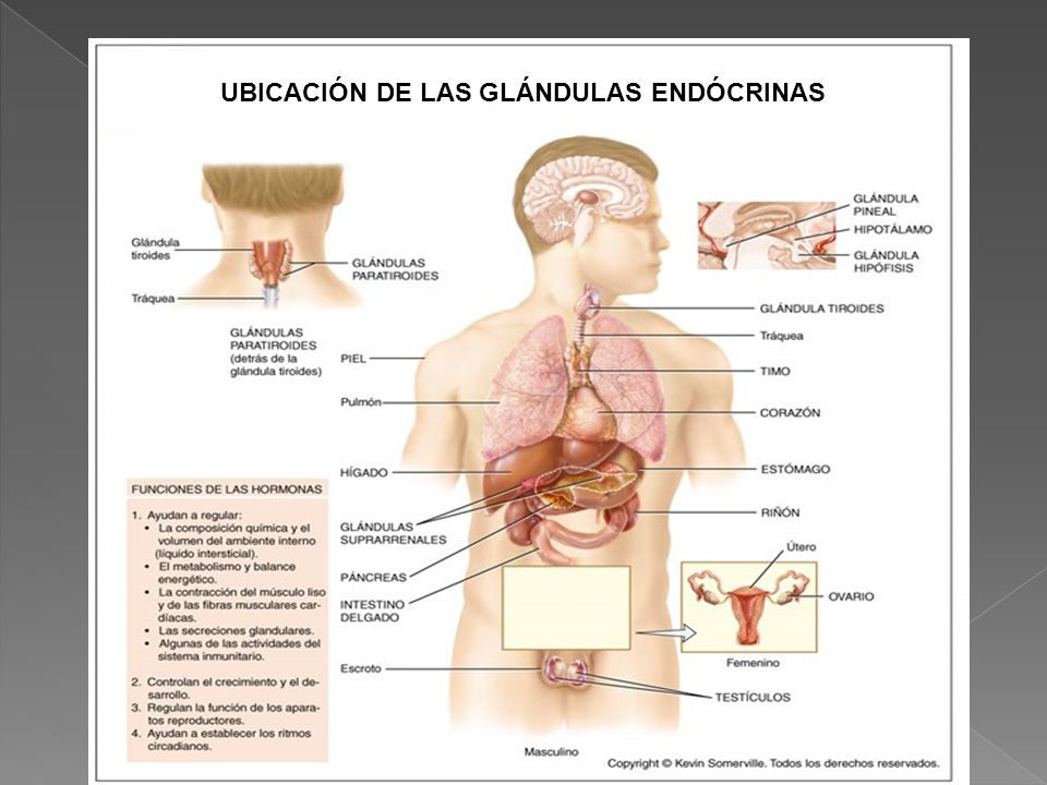 Pancreas y suprarrenales cheap